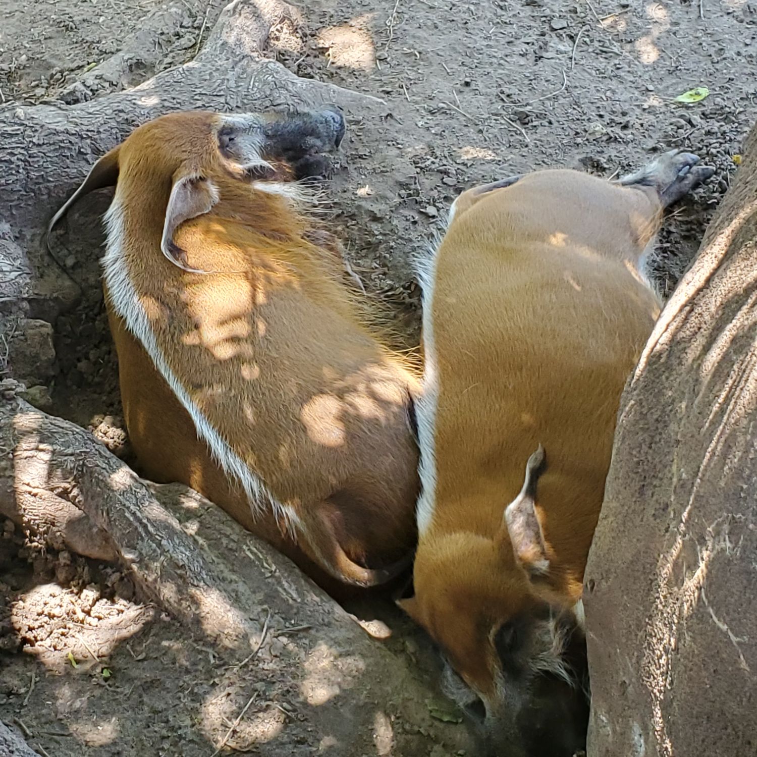 Sedgwick County Zoo 